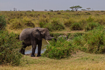 Serengeti National Park, Tanzania: African Elephant at a Watering Hole in the Savanna