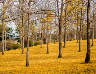Yellow Ginkgo leaves carpet the landscape at a Ginkgo grove in Virginia, USA