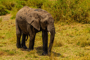 Fototapeta premium Serengeti National Park, Tanzania: Muddy Elephant Calf on the Savanna