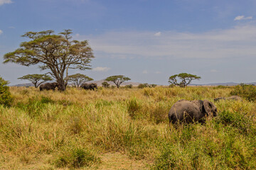 Obraz premium Serengeti National Park, Tanzania: Elephant Herd Grazing in the African Savanna