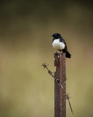 Edge of the Fence, Edge of the Wild
