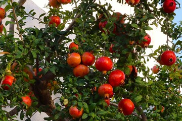 drzewo z owocami granatu. © Pawel Zabczyk