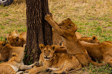 Serengeti National Park, Tanzania: Lion Cub Playtime and Rest in the African Savanna