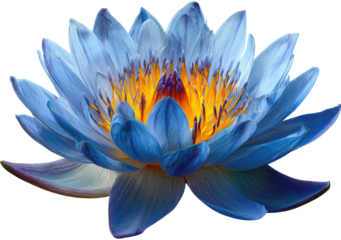 Vibrant blue lotus flower, detailed petals, golden center