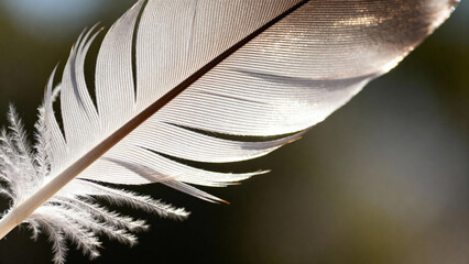 Close-up of a white bird feather with detailed barbs and soft texture against a blurred background