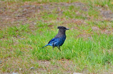 Obraz premium Steller's jay in a meadow in Strathcona Provincial Park, BC, Canada. 