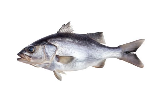 A fresh sea bass isolated on transparent background, showcasing its silvery scales, streamlined body, and delicate fins, a popular choice for culinary delights