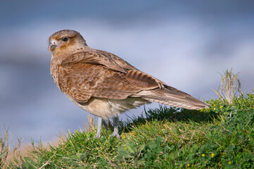 Chimango perched near the beach