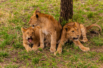 Serengeti National Park, Tanzania: Lion Cubs Resting in the Shade