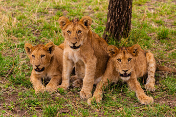 Serengeti National Park, Tanzania: Lion Cub Trio: Watchful Eyes in the Serengeti Grassland