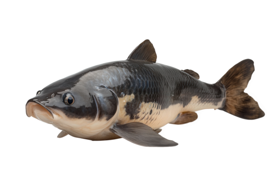 A captivating black and white carp isolated on transparent background, displaying its unique markings and elegant form, captured in a moment of tranquil serenity