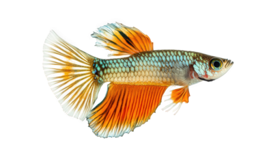 Colorful betta splendens isolated on transparent background, showcasing vibrant orange fins and iridescent scales, a captivating display of aquatic beauty and elegance