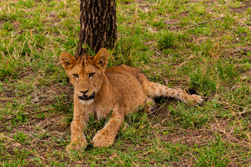 Serengeti National Park, Tanzania: Lion Cub Resting by a Tree Trunk