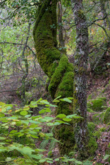 Vertical View of Twisted Tree Trunk Covered in Bright Green Moss