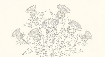 Botanical thistle illustration, detailed vintage drawing and floral design