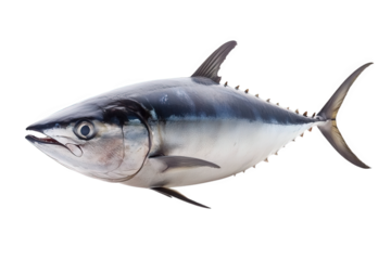A magnificent tuna isolated on transparent background, showcasing its streamlined body, iridescent scales, and powerful fins, a true marvel of the oceans depths