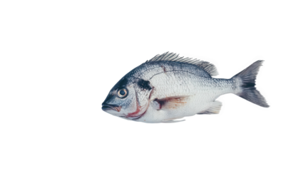 A silver sea bream, isolated on transparent background, displays its shimmering scales and distinctive shape, highlighting the beauty of this marine fish