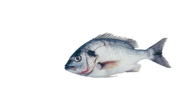 A silver sea bream, isolated on transparent background, displays its shimmering scales and distinctive shape, highlighting the beauty of this marine fish