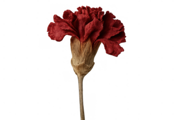 Dried red carnation flower presenting its delicate texture and muted color on a transparent background