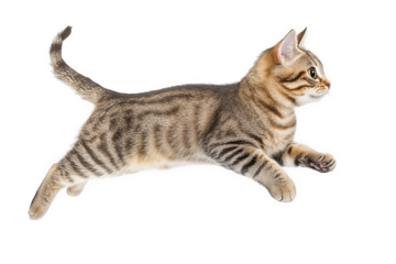 Adorable tabby kitten isolated on transparent background captured midleap, showcasing its playful energy and charming feline grace in a dynamic pose