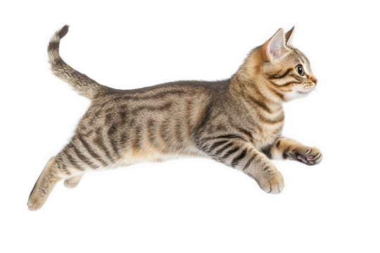 Adorable tabby kitten isolated on transparent background captured midleap, showcasing its playful energy and charming feline grace in a dynamic pose