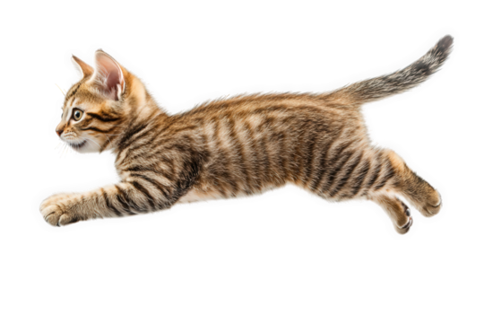 A tabby kitten isolated on transparent background, captured midleap, showcasing its playful energy and youthful charm, making it a delightful subject for animal lovers