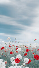 Gentle White Poppies Swaying Under the Breeze in a Peaceful and Serene Garden Landscape Beauty Photography Scene