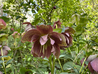 Blossom Majorcan Hellebore (lat.- Helleborus lividus)