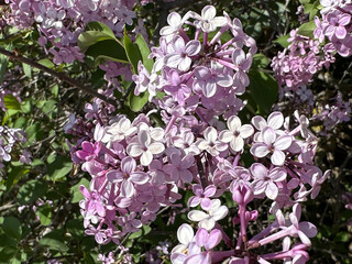 Spring blossom common lilac (lat.- Syringa vulgaris)