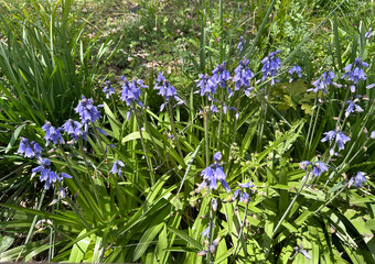Spring blossom Spanish bluebell (Hyacinthoides hispanica)