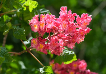 Red Horse Chestnut (lat.- Aesculus x carnea Briotii)