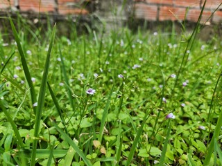 Tiny Purple Wildflowers Among Green Grass  Natural Ground Cover