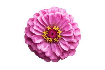 Vibrant pink zinnia bloom isolated on transparent background, showcasing its intricate petal arrangement and bright yellow center, ideal for floral designs and decorations
