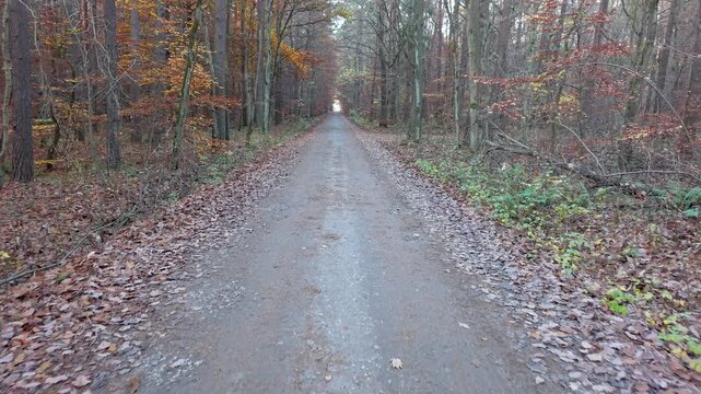 Aerial dirt road dark autumn forest traffic Poland 1 4K. Northern Poland. Autumn fall season, brilliant colorful leaves along roads trails. Pine, oak, birch, beech forests with farm agriculture.