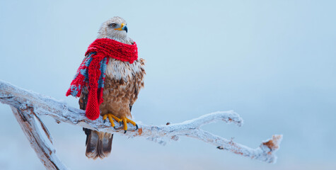 Majestic winter eagle with a red knitted scarf on a frosty branch. perfect for holiday campaigns, winter ads, greeting cards, and seasonal branding.