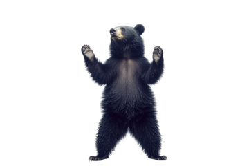 A black bear standing on its hind legs isolated on transparent background, showcasing its playful posture and curious expression in a captivating wildlife moment