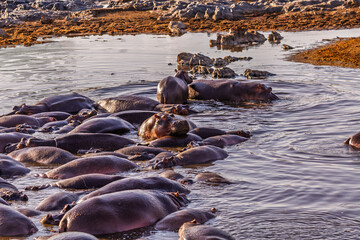 Serengeti National Park, Tanzania: Hippo Pod in the Water