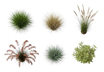 Grass plants collection