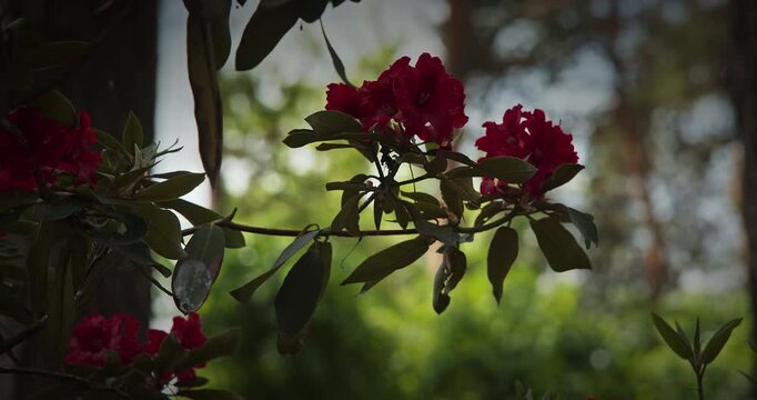 Vibrant Red Flowers Against a Blurred Foliage Background
