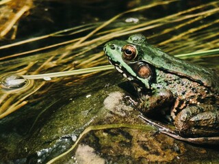 frog in the pond