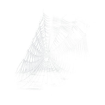 spider web with dew, 300 dpi