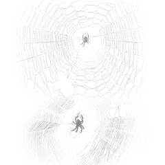 spider on web, 300 dpi