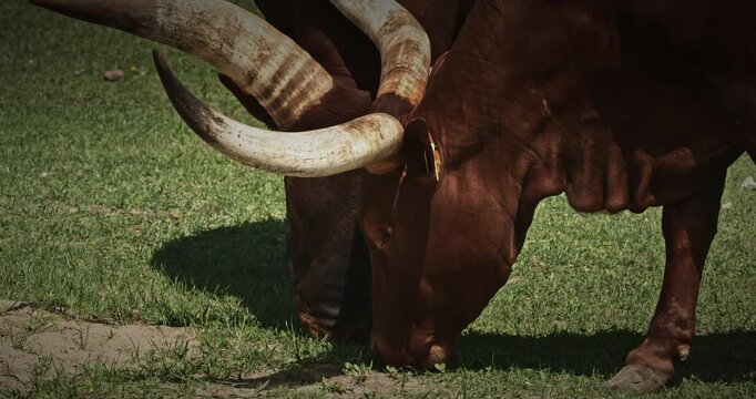 Grazing Cow with Distinctive Horns on Green Grass