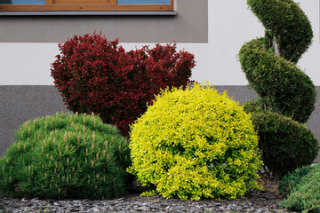 composition of decorative bushes garden design

