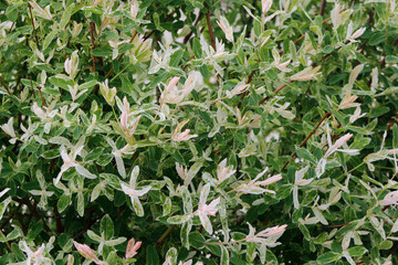 branches of the whole-leaf willow Hakuro Nishiki

