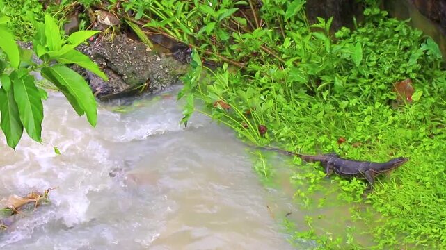 Large monitor lizard walks along tropical river in Phuket Thailand.