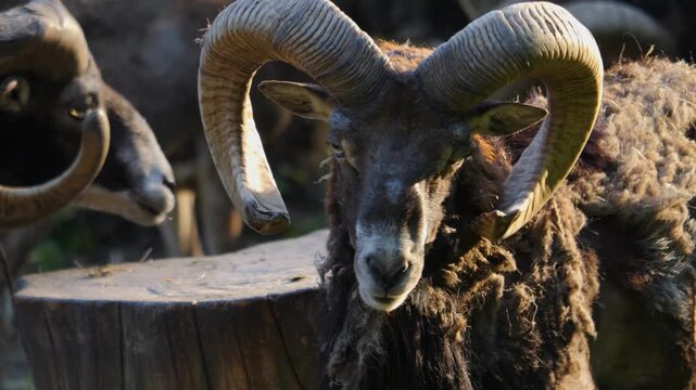 Close up of a mouflon ram head is looking around on a sunny spring day