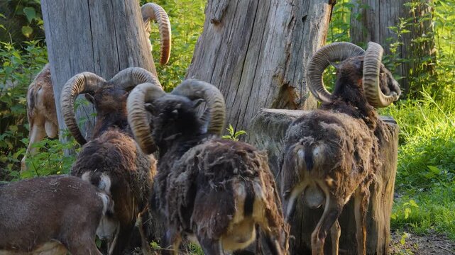 Close up of a group mouflon ram goats standing and looking around on a sunny spring day