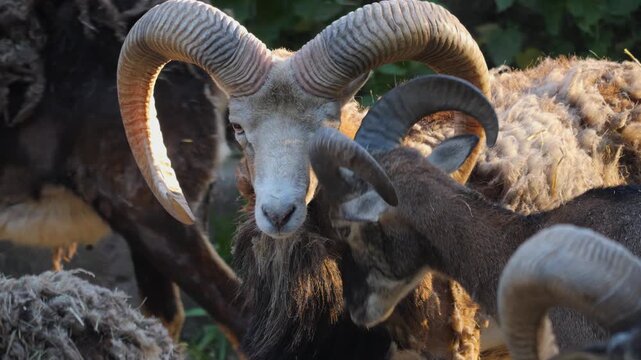 Close up of a mouflon ram head is looking around on a sunny spring day
