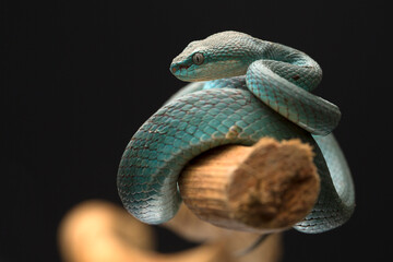 
Striking Blue Viper Coiled on a Branch Against a Dark Background
